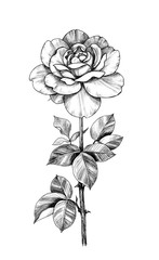 Hand drawn Rose  Branch with Flower and Leaves