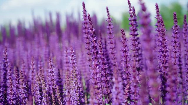 「Clary Sage」の写真素材 | 4,608件の無料イラスト画像 | Adobe Stock