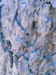 closeup view of a tree
