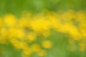 blured green grass background