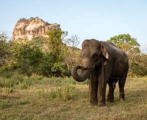 Obraz premium Elephant Stands in Front of Sigiriya Rock in Sri Lanka.