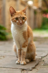 cat portrait in the street