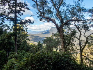 Rain forest with trees and mountains