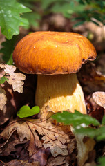Bolete in the forest after rain