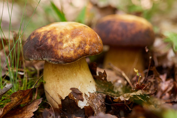 Bolete in the forest after rain