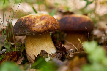Bolete in the forest after rain
