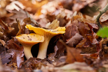 Golden chanterelle edible mushroom on forest floor