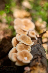 Mushroom colony on a tree