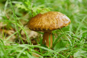 Bolete in the forest after rain