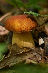 Bolete in the forest after rain