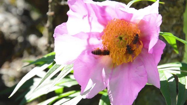 Peony-flower Paeonia anomala and insects in the wild