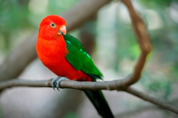 Fototapeta na wymiar Australian King Parrot.