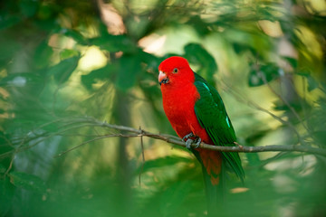 Australian King Parrot.