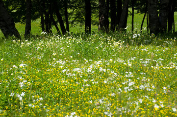 Nature and meadow, grass and flowers