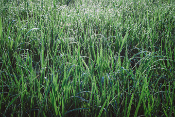 Fototapeta premium Rain dew remaining on the morning grass after the rain