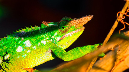 Green chameleon on a stick in forest