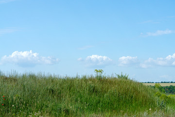 Beautiful hills with trees and grass against the blue sky. Summer landscape