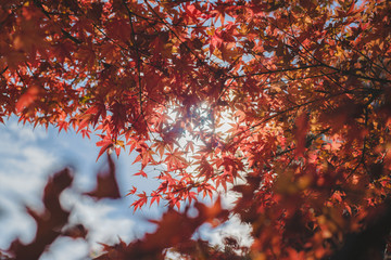 Autumn leaves in backlit with a faint blue sky