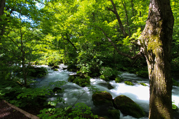 Fototapeta na wymiar 新緑の木々と透き通る水が美しい自然豊かな森