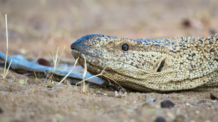 Rock monitor on ground with brown background