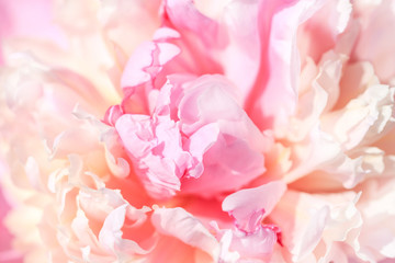 Obraz na płótnie Canvas Unfocused blur rose petals, abstract romance background, pastel and soft flower card