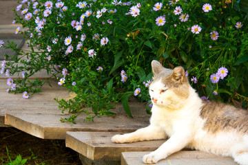 Cat in the garden.