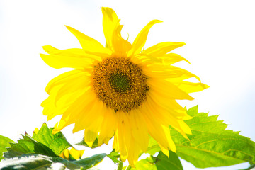 sunny sunflowers, colorful rural summer background