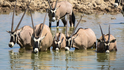 Mass antelopes at watering hole in Ethosha National park