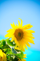 sunny sunflowers, colorful rural summer background