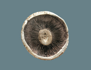 The inside of the mushroom head