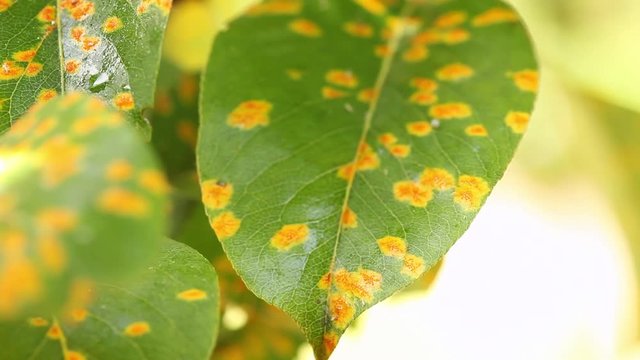 Plant disease. Yellow orange and red spots on the leaves of pear.