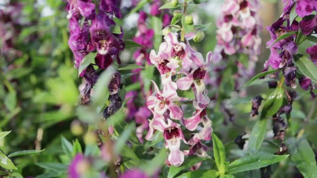 Beautiful blooming angelonia goyazensis benth in the park, vivid pink angelonia goyazensis benth, Angelonia Serana Lavender
