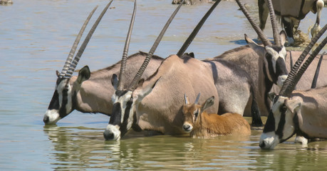 Mass antelopes at watering hole in Ethosha National park