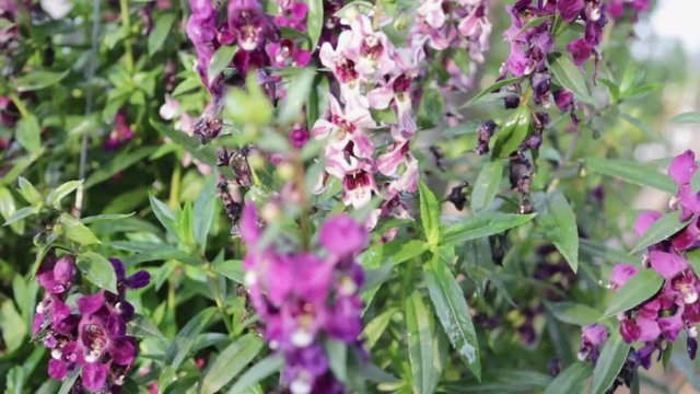 Beautiful blooming angelonia goyazensis benth in the park, vivid pink angelonia goyazensis benth, Angelonia Serana Lavender