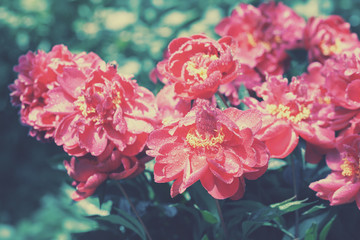 Vintage blossoming Peonies flowers in the garden