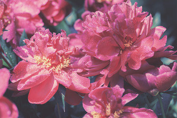 Vintage blossoming Peonies flowers in the garden