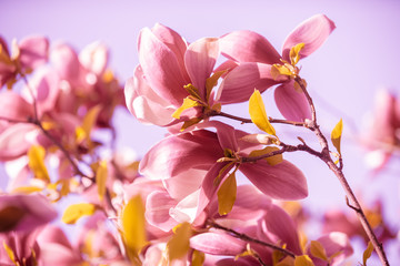 Fototapeta na wymiar Blooming magnolia flowers. Spring. Natural vintage flowers background