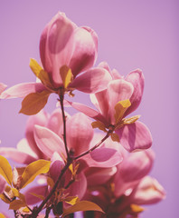 Blooming magnolia flowers. Spring. Natural vintage flowers background