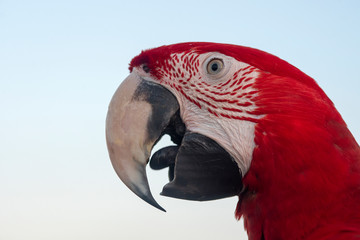 Closeup green winged macaw on blue background