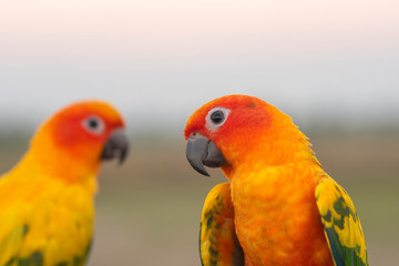 Fototapeta na wymiar Sun Conure bird ,Parrot with intelligence
