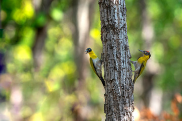 A pair of black-headed woodpecker in nature