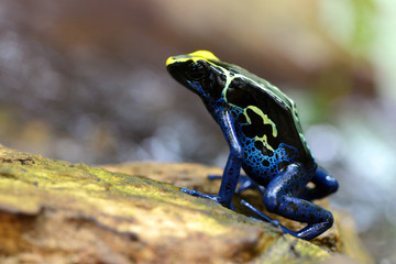 Blue dyeing dart frog (Dendrobates tinctorius). Tropical frog living in South America.