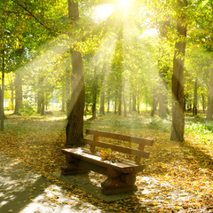 Autumn park with paths and bench. The sun rays illuminate Yellow leaves of trees.