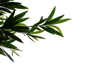 Tropical tree leaves with branches on white isolated background for green foliage backdrop 