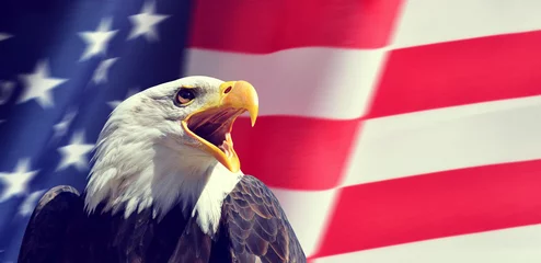  Portrait of a North American Bald Eagle (Haliaeetus leucocephalus) in the background USA flag.  United States of America patriotic symbols. © vencav