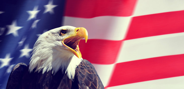 Portrait of a North American Bald Eagle (Haliaeetus leucocephalus) in the background USA flag.  United States of America patriotic symbols.