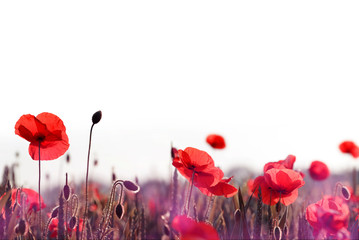 Red poppy flowers in the spring field on a white background.