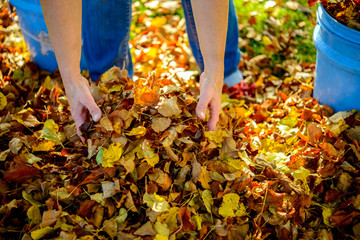 dispose fall leaves