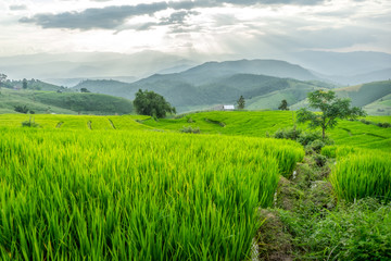 Obraz premium Rice field near mountain in Chiang Mai, Thailand and dramatic dark sky before the rain.