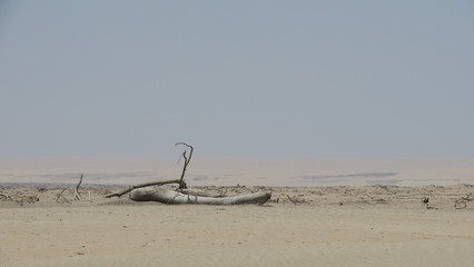 A windblown seaside scene with a dry tree trunk on the sand. Desert sand and desert beach 